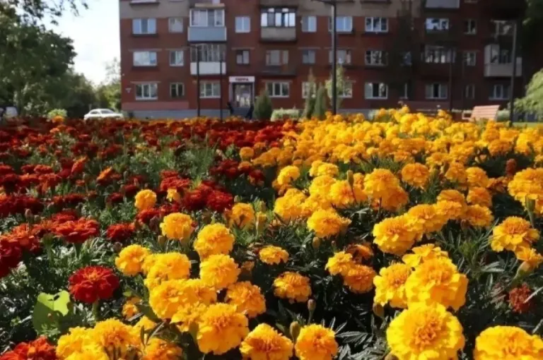 Во Владимире озеленили 15 городских территорий