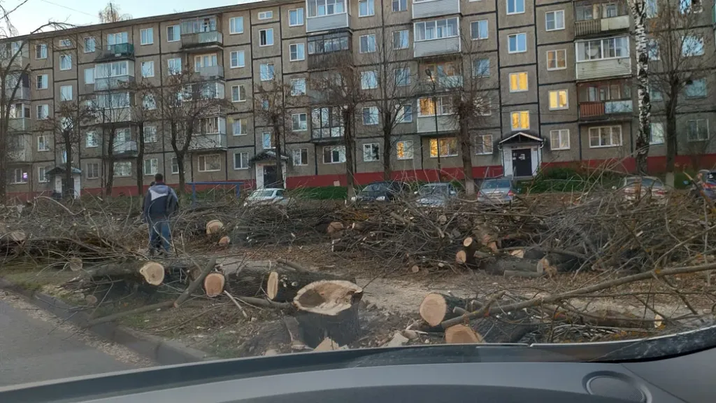 На Белоконской во Владимире вырубают деревья, поражённые златкой