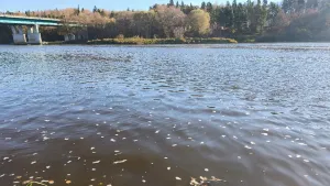 В районе Пенкино на Клязьме заметили пену